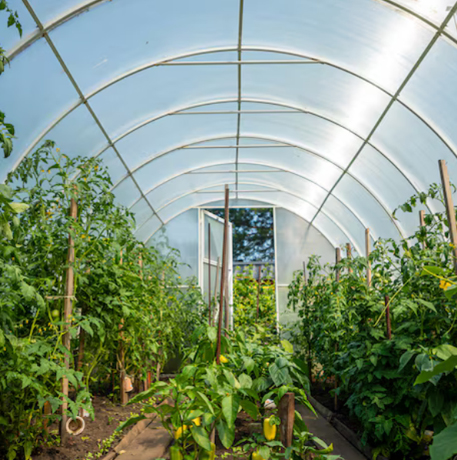 Soluzioni di illuminazione supplementare per l'agricoltura
