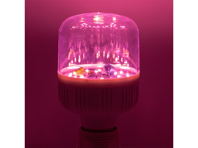 Le lampade a LED per la coltivazione possono davvero far prosperare le piante?