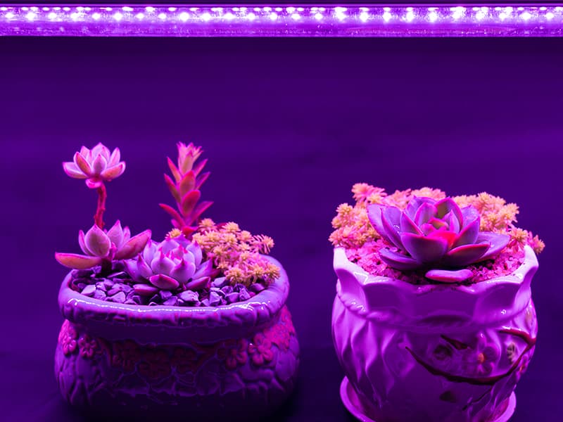 indoor plants led grow lights