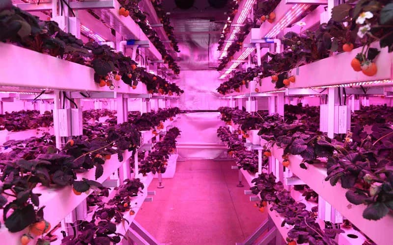 Dare forma al futuro dell'agricoltura attraverso tecnologie di illuminazione avanzate.