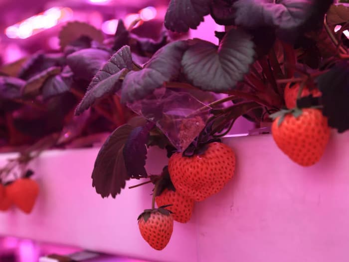Automated vertical farm