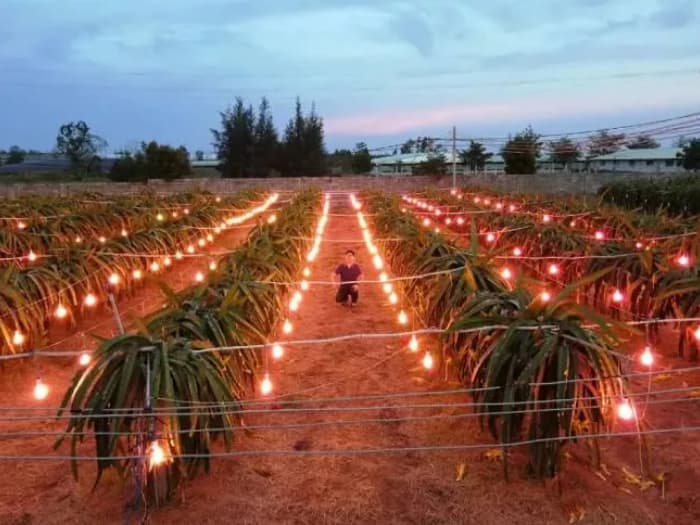 Lush agricultural field